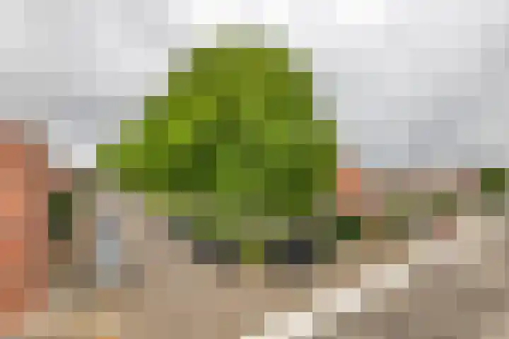 Ranonkel 16 Tiel thumbnail 30