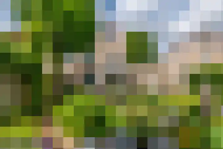 Ranonkel 16 Tiel thumbnail 31