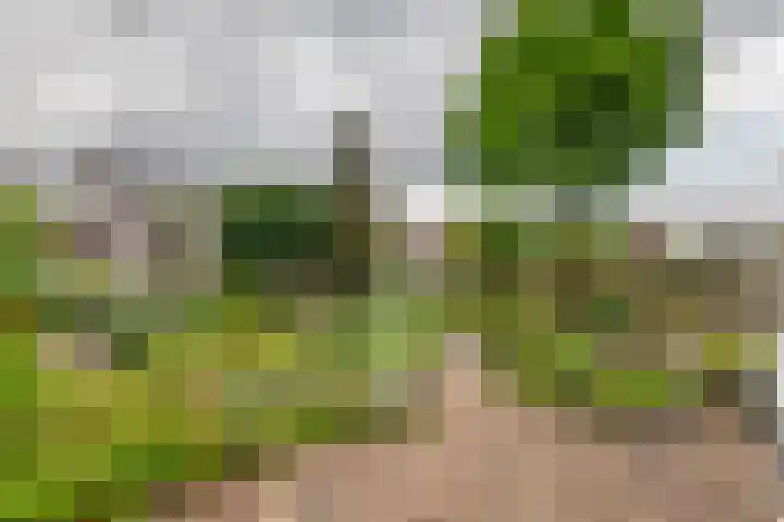 Ranonkel 16 Tiel thumbnail 32