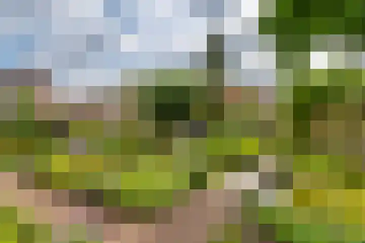 Ranonkel 16 Tiel thumbnail 33