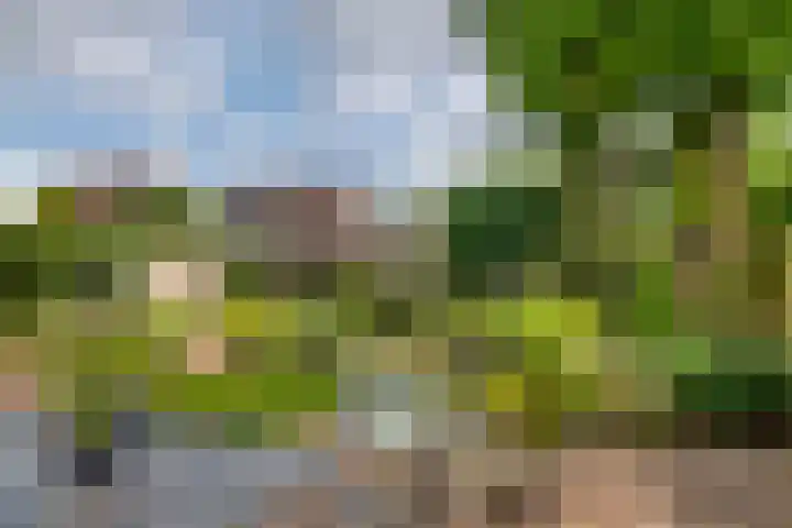 Ranonkel 16 Tiel thumbnail 35