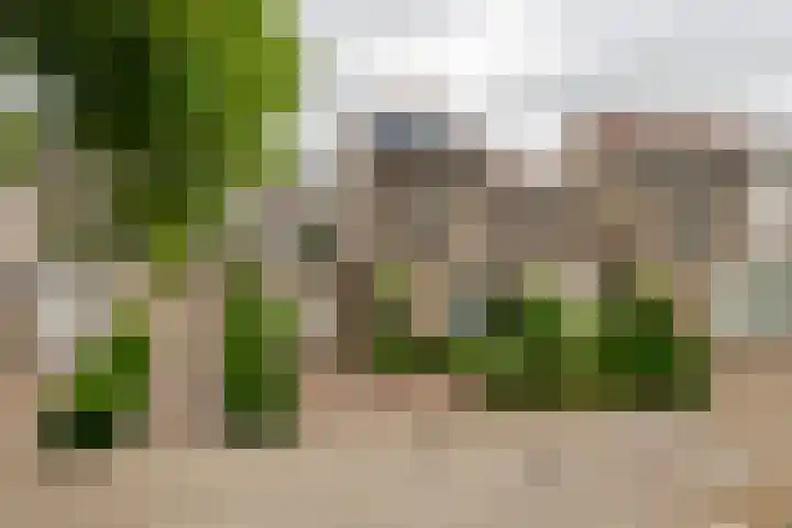 Ranonkel 16 Tiel thumbnail 36