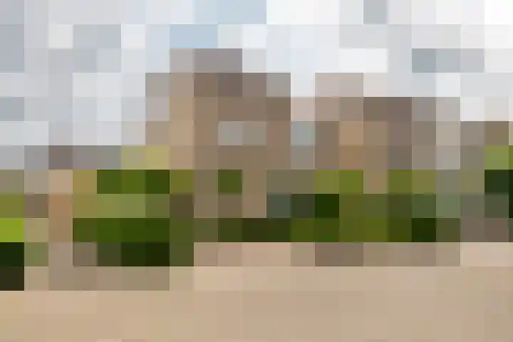 Ranonkel 16 Tiel thumbnail 4
