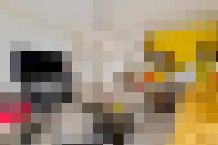 Ranonkel 16 Tiel thumbnail 7