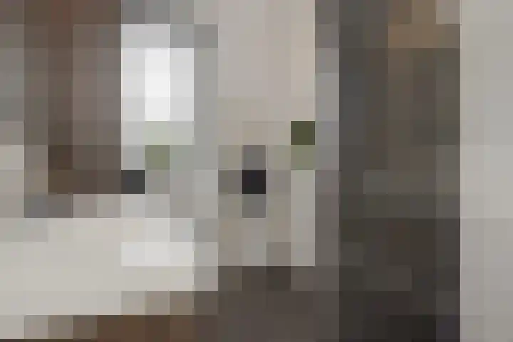 Ranonkel 21 Vlijmen thumbnail 19