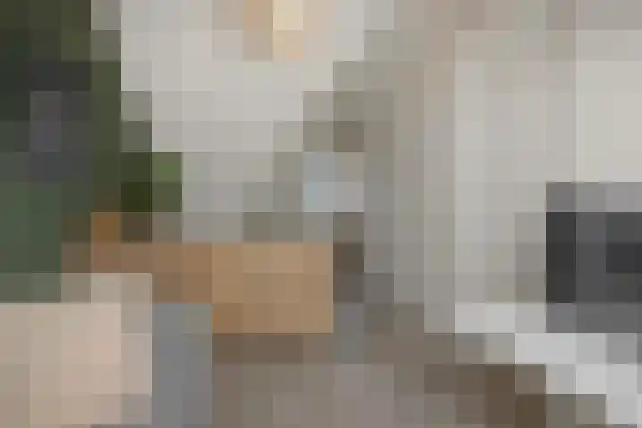 Ranonkel 21 Vlijmen thumbnail 27