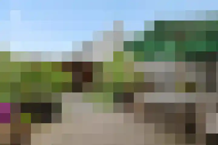 Ranonkel 21 Vlijmen thumbnail 28