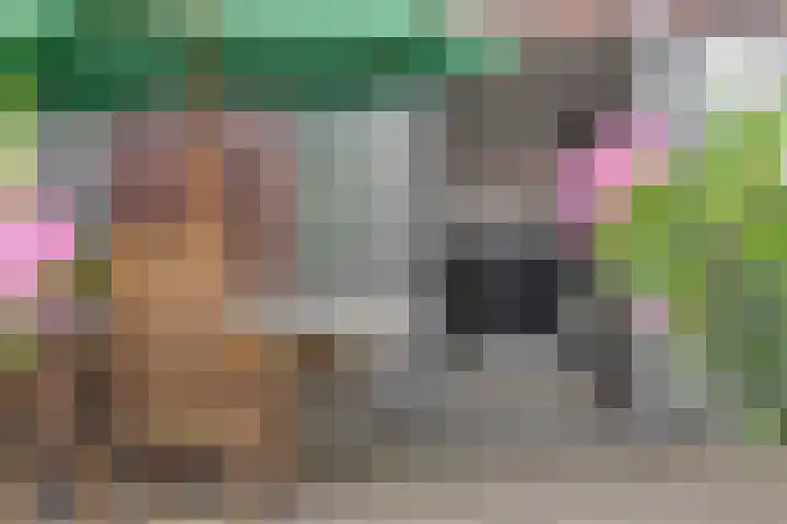 Ranonkel 21 Vlijmen thumbnail 29