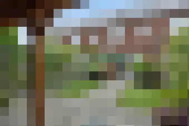 Ranonkel 21 Vlijmen foto 3