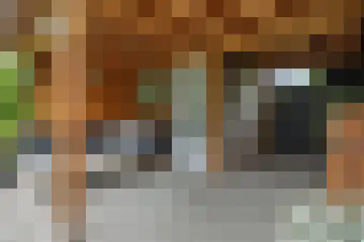 Ranonkel 21 Vlijmen thumbnail 32