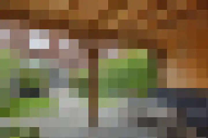 Ranonkel 21 Vlijmen thumbnail 33
