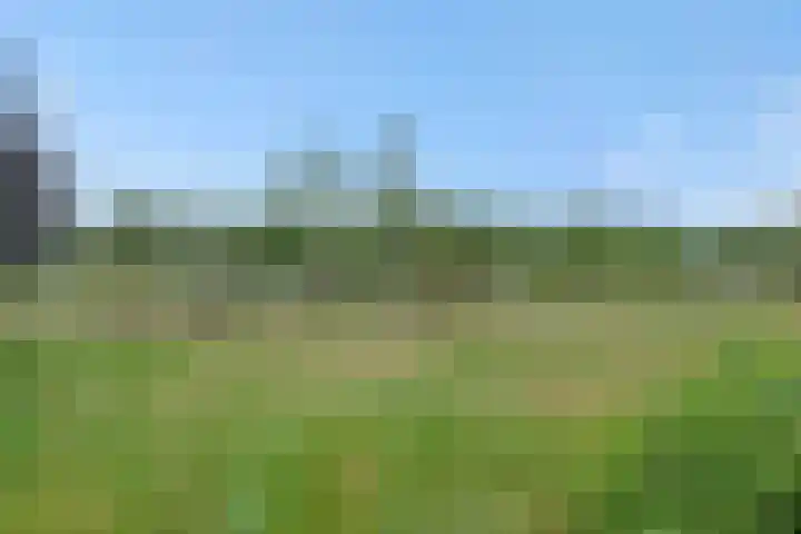 Ranonkel 21 Vlijmen thumbnail 37