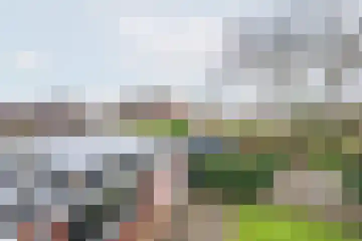 Ranonkel 27 Gendringen thumbnail 28