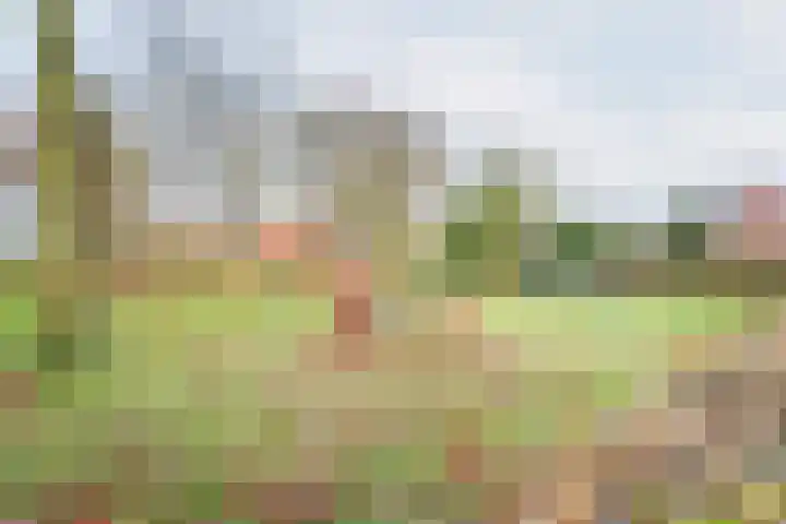 Ranonkel 27 Gendringen thumbnail 48