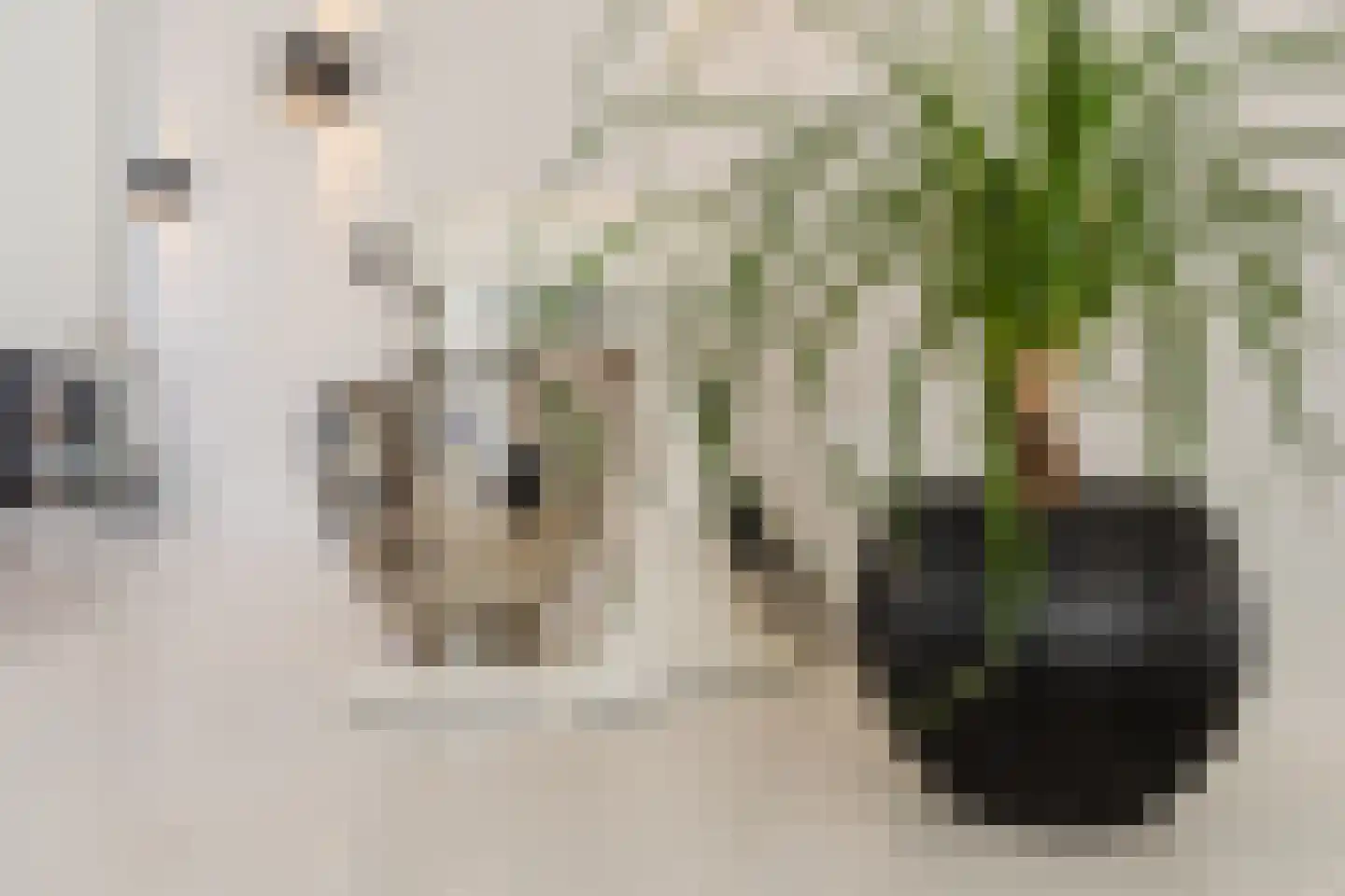 Ranonkel 3 Berkel-Enschot thumbnail 13