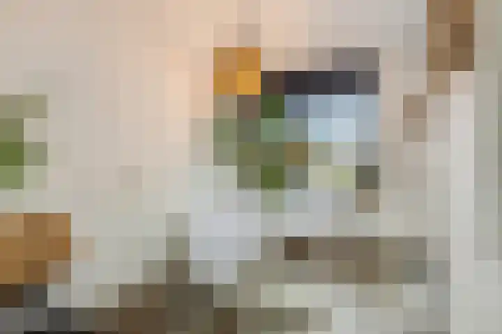 Ranonkel 5 Tiel thumbnail 10