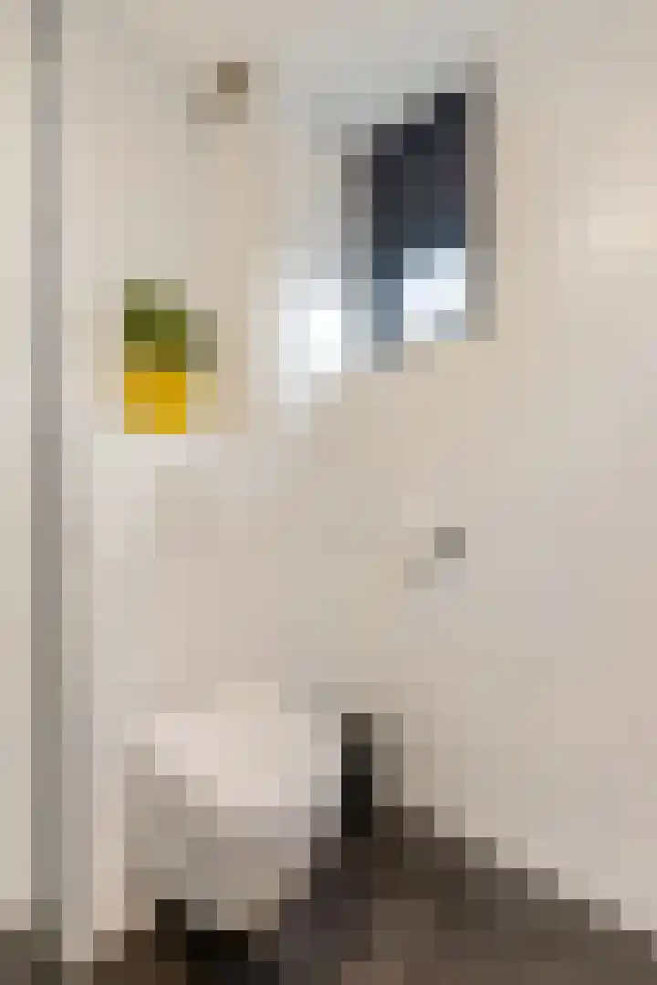 Ranonkel 5 Tiel thumbnail 25