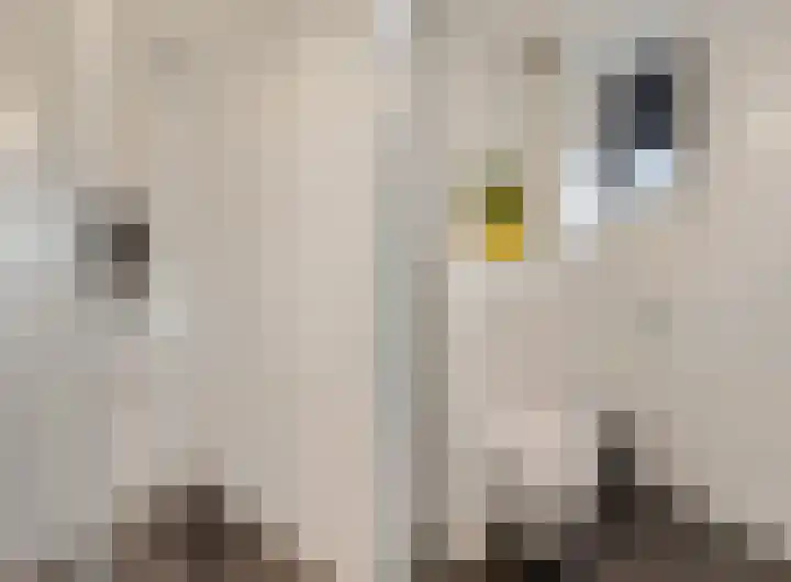 Ranonkel 5 Tiel thumbnail 26