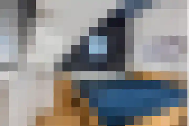 Ranonkel 5 Tiel thumbnail 30