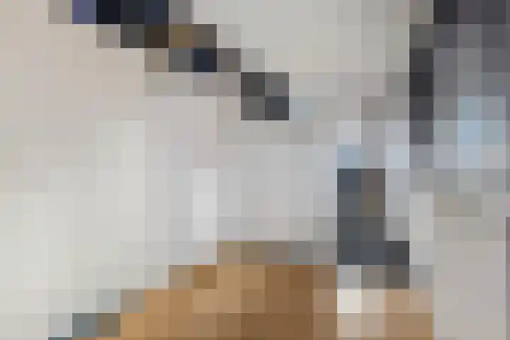 Ranonkel 5 Tiel thumbnail 32