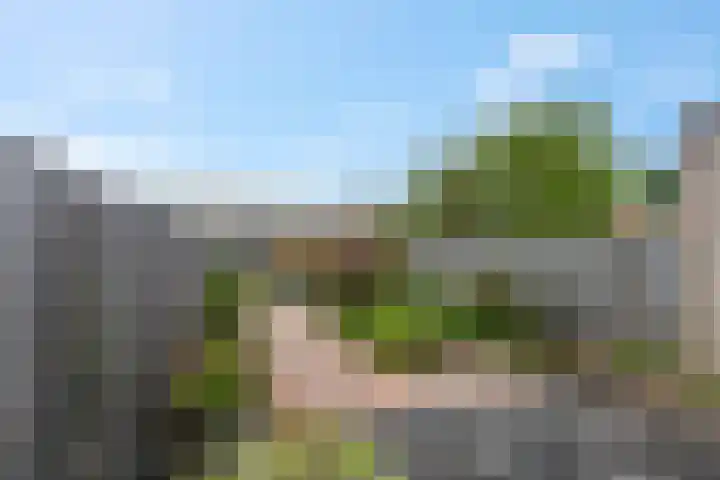Ranonkel 5 Tiel thumbnail 34