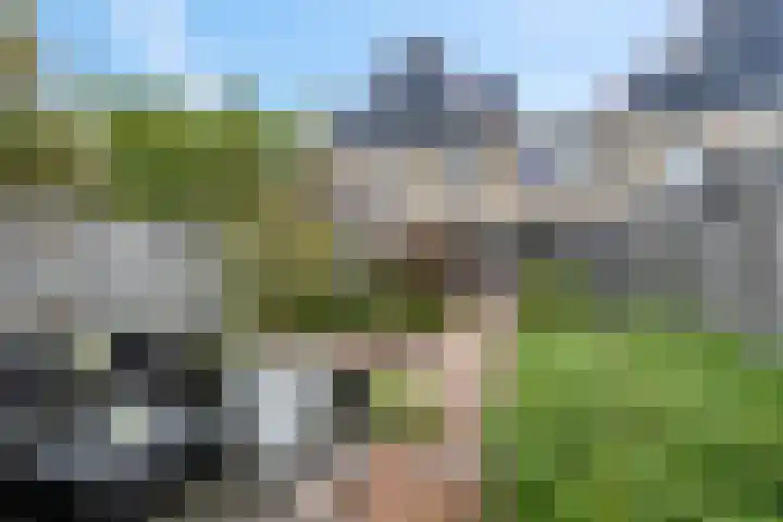 Ranonkel 5 Tiel thumbnail 35