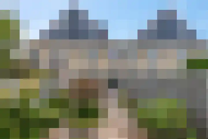 Ranonkel 5 Tiel thumbnail 37