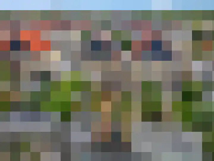Ranonkel 5 Tiel thumbnail 38