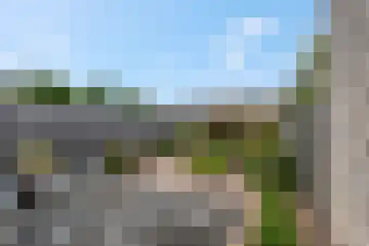 Ranonkel 5 Tiel thumbnail 5