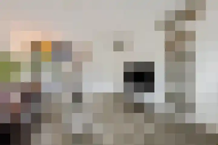 Ranonkel 5 Tiel thumbnail 7