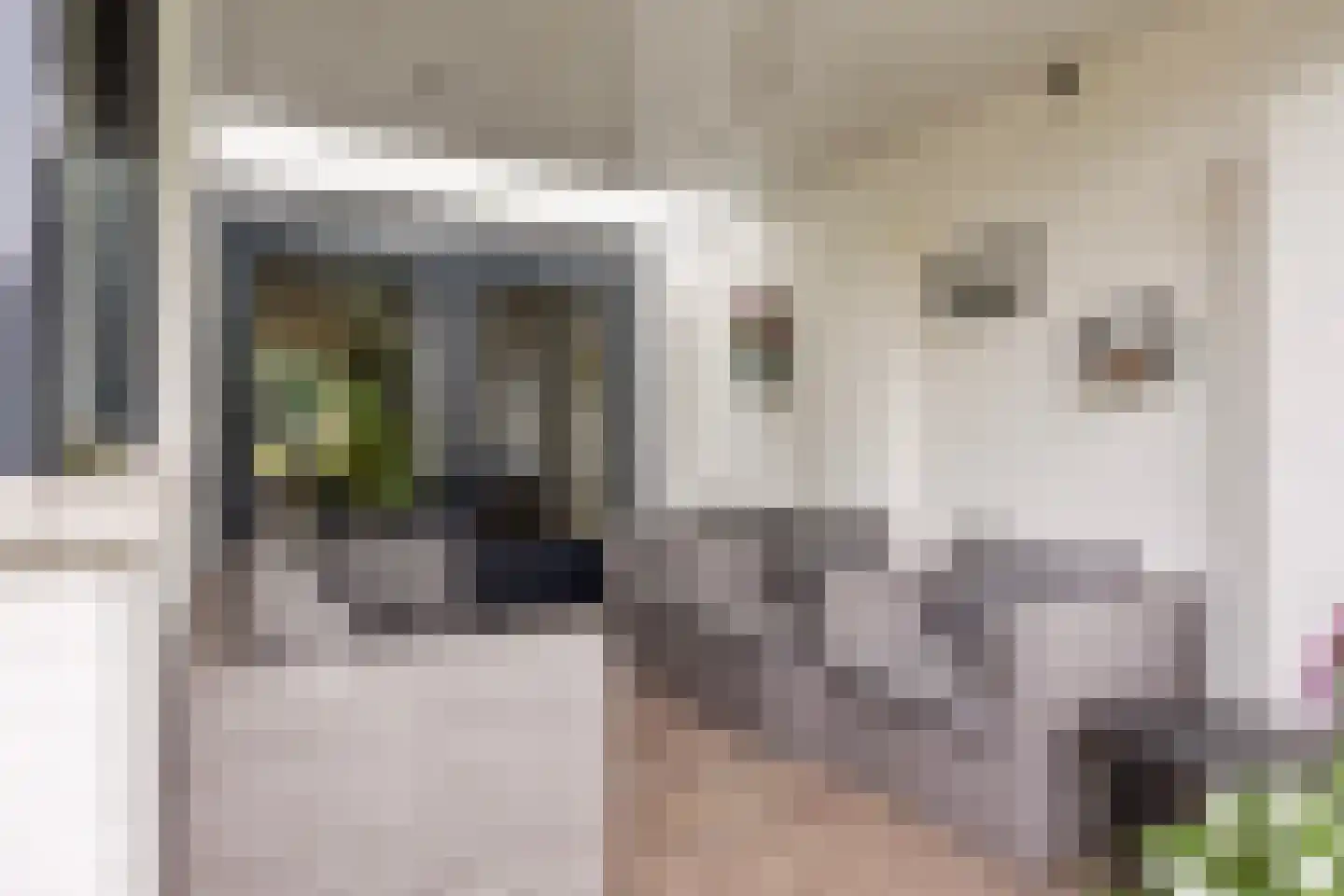 Ranonkel 7 Venray thumbnail 43