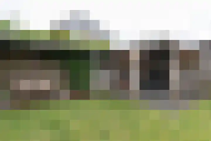 Ranonkel 9 Beilen thumbnail 39