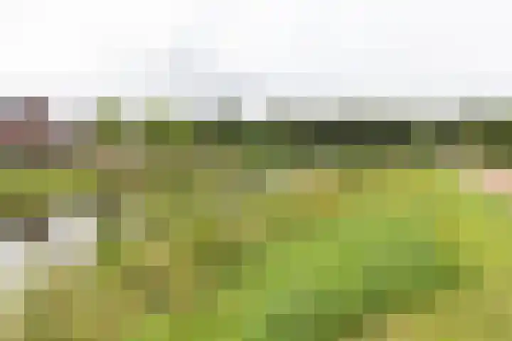 Ranonkel 9 Beilen thumbnail 4