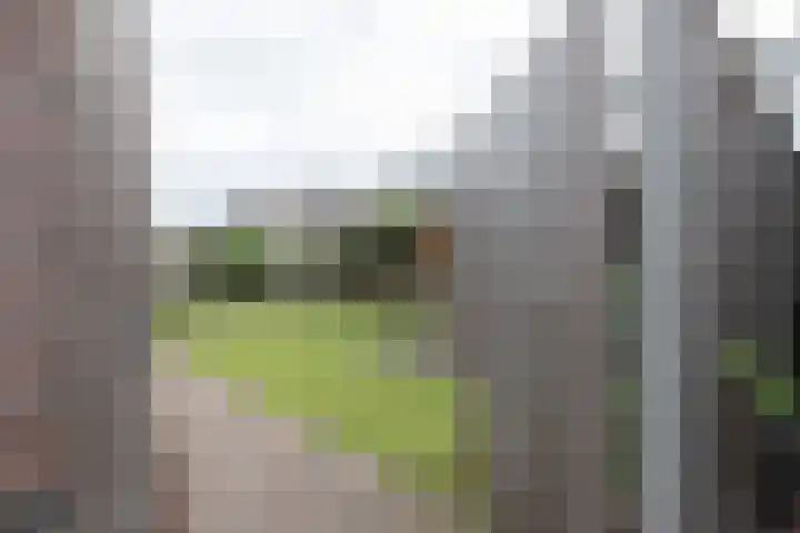Ranonkel 9 Beilen thumbnail 43