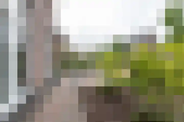 Ranonkel 9 Beilen thumbnail 44