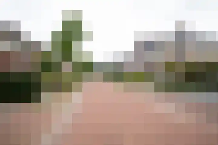 Ranonkel 9 Beilen thumbnail 45