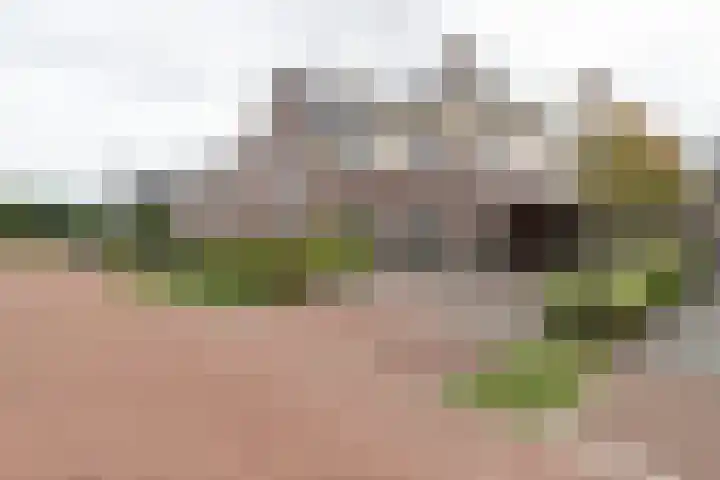 Ranonkel 9 Beilen thumbnail 49