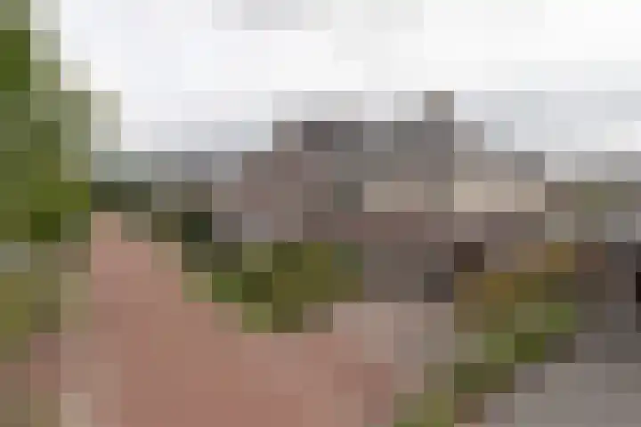 Ranonkel 9 Beilen thumbnail 50