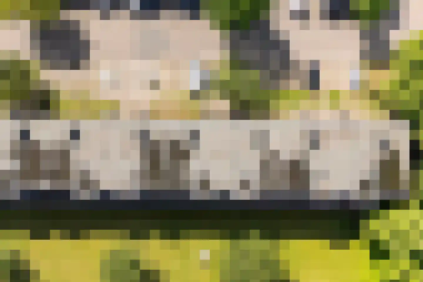 Ranonkellaan 66 Ede thumbnail 32