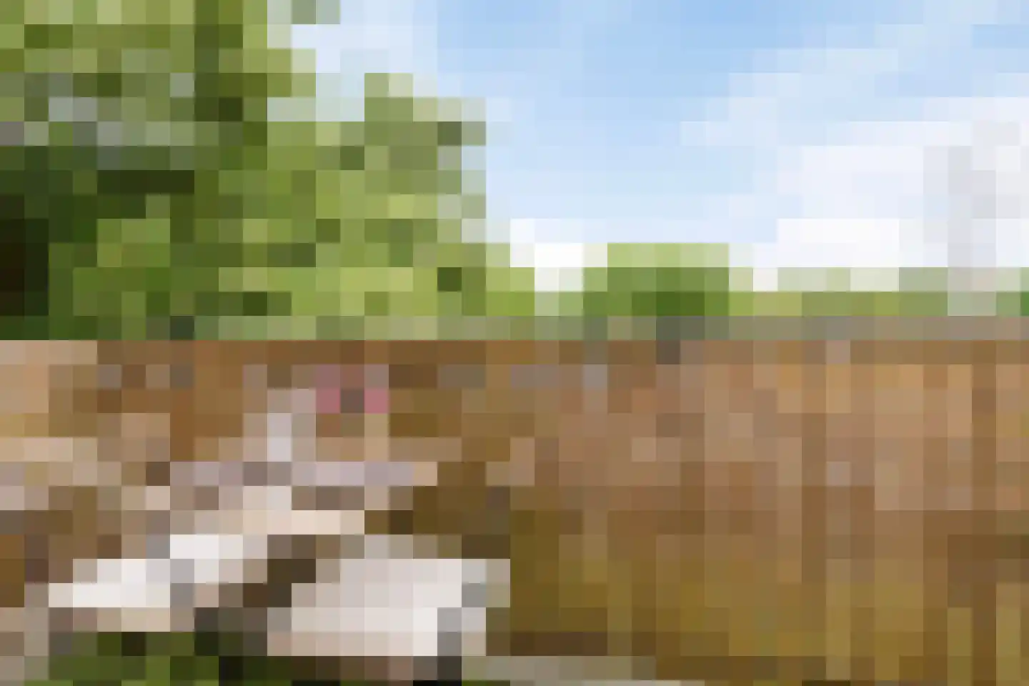 Ranonkellaan 72 2 Ede thumbnail 20