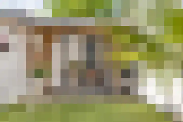 Ranonkelstraat 22 Breda thumbnail 52