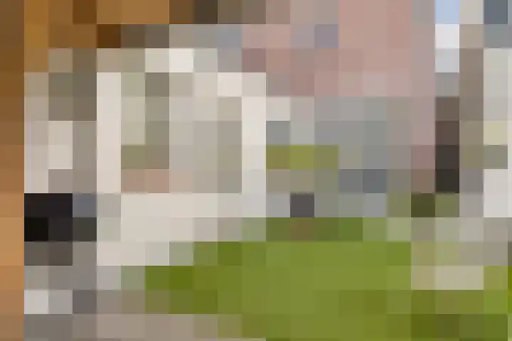 Ranonkelstraat 22 Breda thumbnail 53