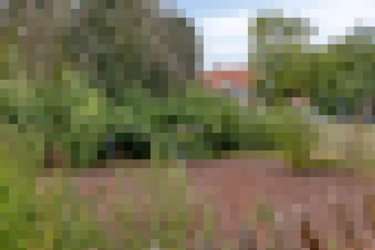 Ranonkelstraat 25 Eindhoven thumbnail 48