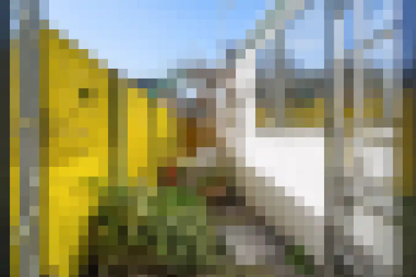 Ranonkelstraat 26 Breda thumbnail 38