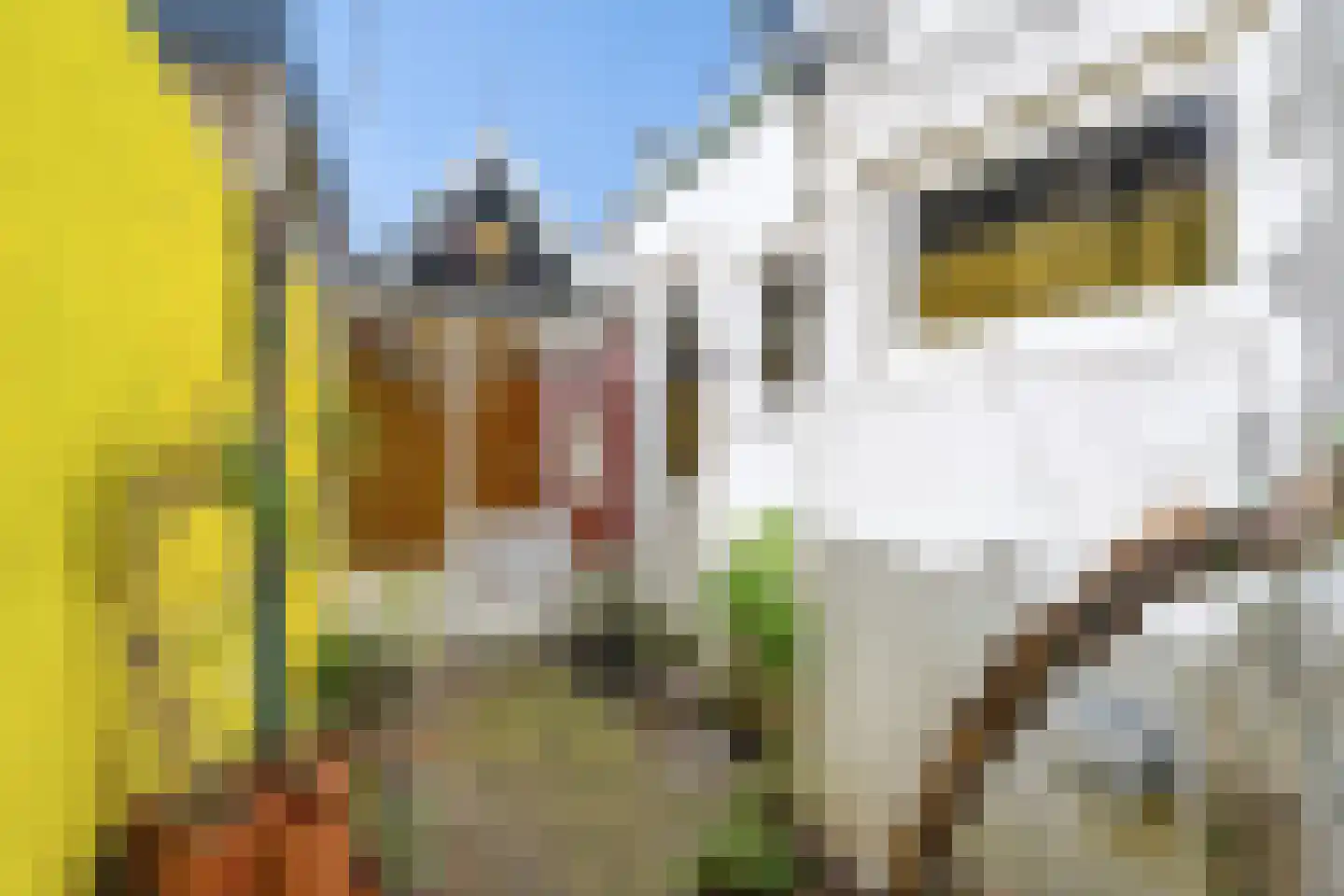 Ranonkelstraat 26 Breda thumbnail 39