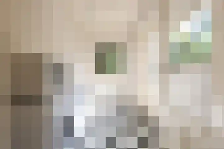 Ranonkelstraat 30 Eindhoven thumbnail 14