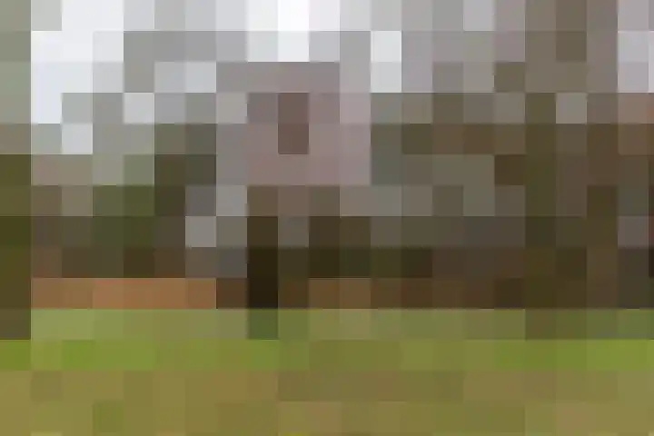 Ranonkelstraat 383 Den Haag thumbnail 41