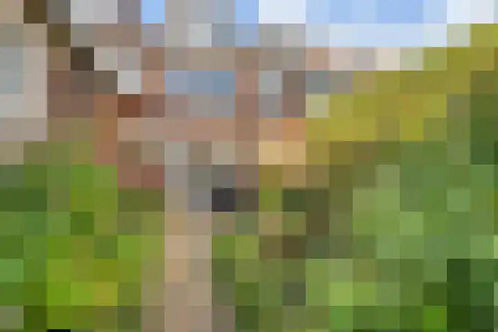 Ranonkelstraat 41 Arnhem thumbnail 33