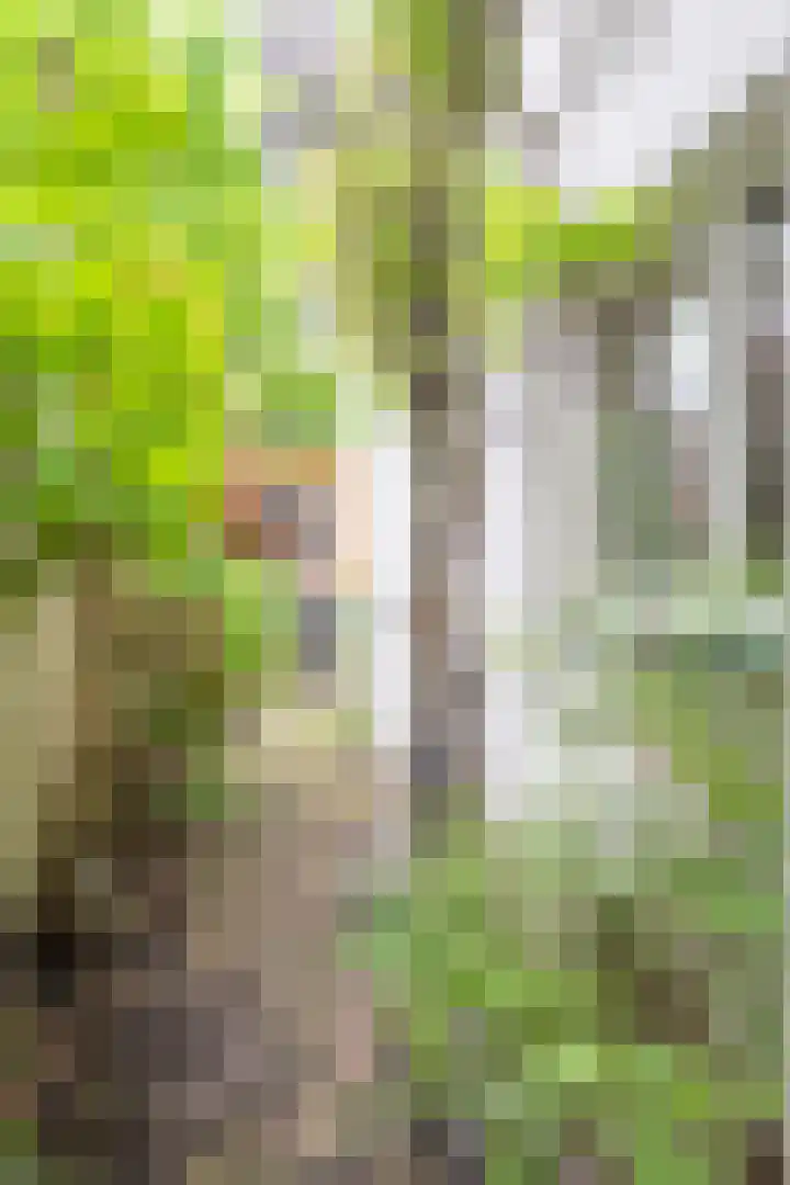 Ranonkelstraat 52 Breda thumbnail 26