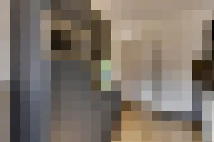Ranonkelstraat 7 Son en Breugel thumbnail 10
